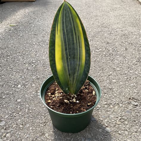 whale fin plant for sale